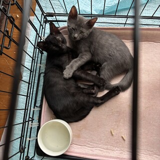 仲良し5匹のきょうだい猫