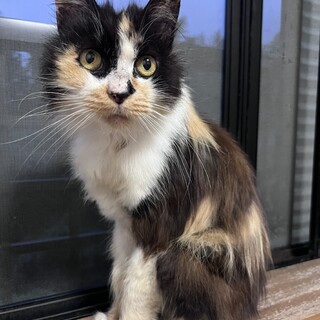 三毛 長毛 成猫 里親さん募集です