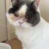 まあるいお顔と小さいお耳アンヨちょっと短めミロです