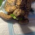 代理　ヒョウモンガメ