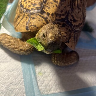 代理　ヒョウモンガメ