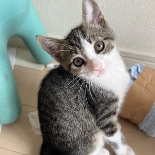 いつも元気な女の子♡ミクです。