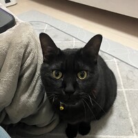 シュウ
