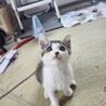 メロメロ兄妹♪ふわふわ半長毛『ハグ君』２ヶ月 サムネイル4