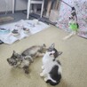 メロメロ兄妹♪くりくりお目々『キュン君』２ヶ月 サムネイル7