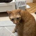 里親さま募集中です