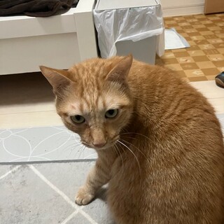 里親さま募集中です