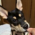 愛媛県出身野犬3兄妹の仔犬【カンタ】
