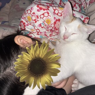 人間依存症、温厚で美形、人間の子供みたいな子猫