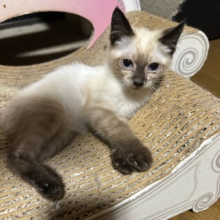 活発で遊ぶのが大好き♡甘えん坊のそら君 2ヶ月