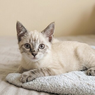 猫じゃらしで遊ぶの大好き♡あおいちゃん 2ヶ月