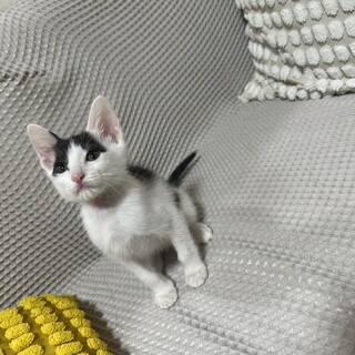 緊急募集！2ヶ月の甘えん坊はちわれちゃん