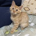 再募集！人馴れ抜群♡半長毛茶トラ兄弟　チャタロウ君