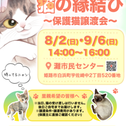 猫の縁結び〜保護猫譲渡会〜