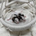 パンダマウスのオスとメス、数匹います