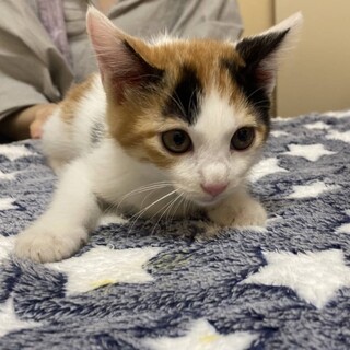【一作限り】おうち焼肉を楽しむ親子猫ちゃん　Q199 なかよし3兄妹・ラナちゃん」東京都 - 猫の里親募集(546010) :: ペット