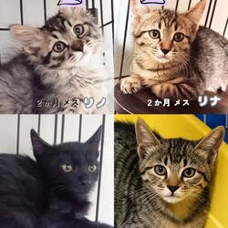 猫の譲渡会　in　名古屋市昭和生涯学習センター サムネイル2