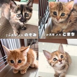 猫の譲渡会　in　名古屋市昭和生涯学習センター サムネイル3