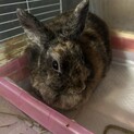 大切に育ててくれる方募集してます。