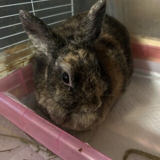 大切に育ててくれる方募集してます。