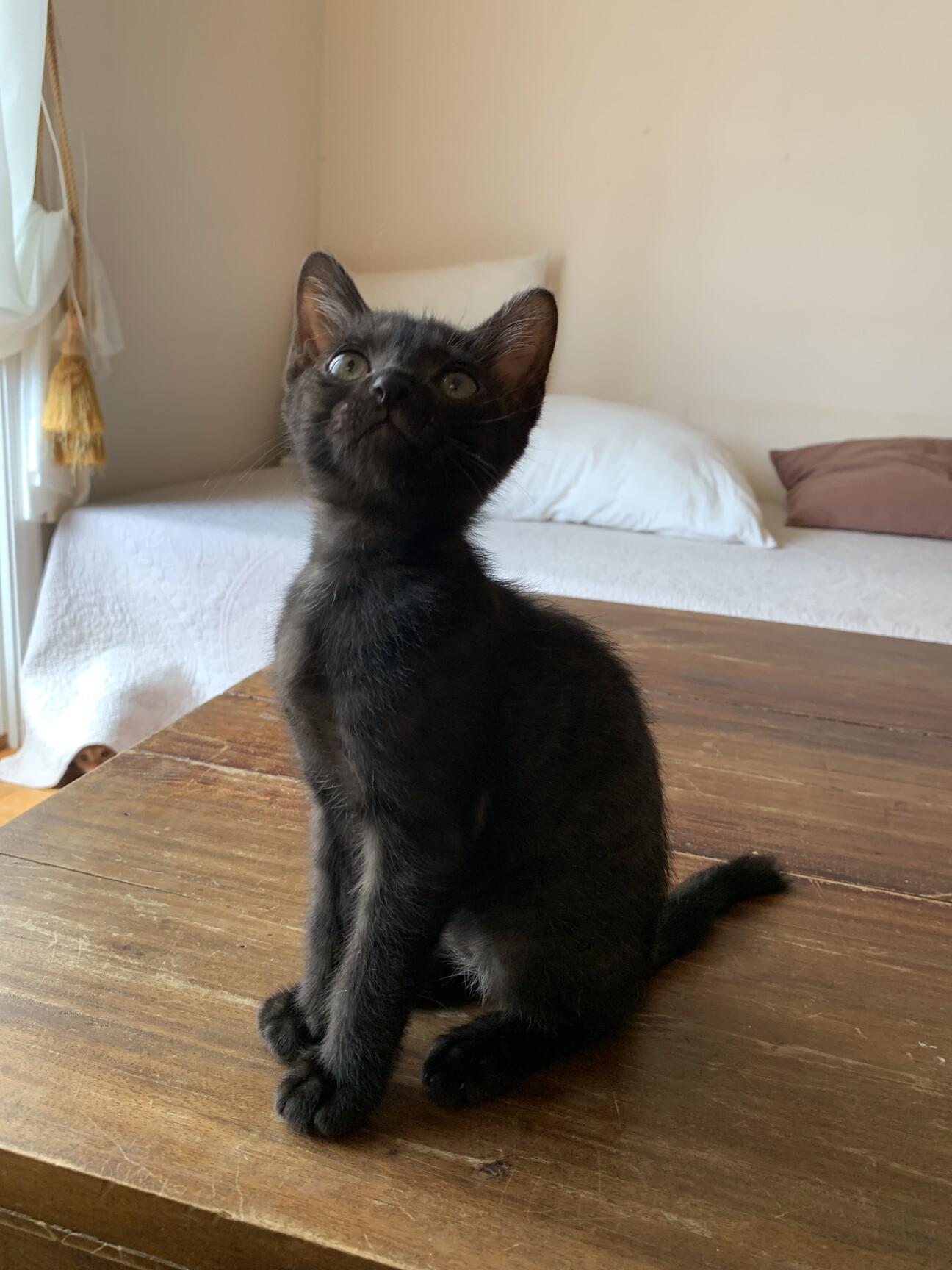 お膝が大好き甘えん坊の黒猫さん」茨城県 - 猫の里親募集(546017