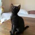 お膝が大好き甘えん坊の黒猫さん