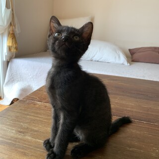 お膝が大好き甘えん坊の黒猫さん
