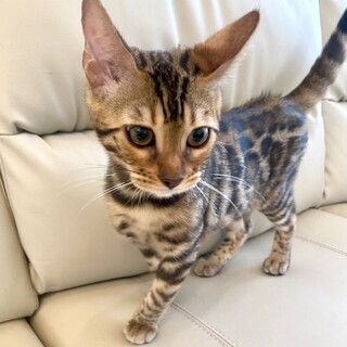ベンガル4ヶ月の子猫　男の子（先天性白内障有り）