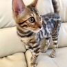 ベンガル4ヶ月の子猫　男の子（先天性白内障有り） サムネイル2