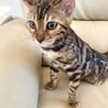 ベンガル4ヶ月の子猫　男の子（先天性白内障有り） サムネイル3