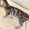 ベンガル4ヶ月の子猫　男の子（先天性白内障有り） サムネイル4