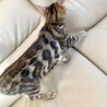 ベンガル4ヶ月の子猫　男の子（先天性白内障有り） サムネイル5