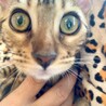 ベンガル4ヶ月の子猫　男の子（先天性白内障有り） サムネイル6