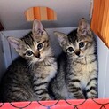 仲良し兄妹❤️あさがお＆へちま