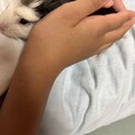 モルモットメス二頭