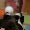 モルモットメス二頭 サムネイル2