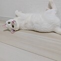 9/20里親会♫兄弟の帰りを待っていた桃太郎君