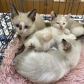 沖縄生まれのシャム系きょうだい子猫