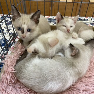 沖縄生まれのシャム系きょうだい子猫