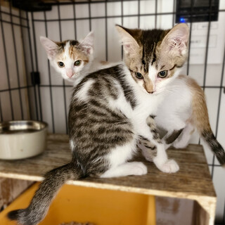 抱っこ大好き❤️ナムル＆ちまき