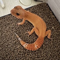 アキ