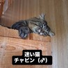 人の話しをよく聞く「チャビン」 サムネイル3
