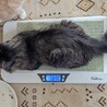 人の話しをよく聞く「チャビン」 サムネイル5