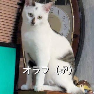 人の上に乗るのが大好きな甘えん坊オラフ君