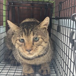 野良猫専門避妊去勢クリニック　クラファンについて