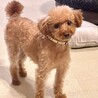 可愛いプードルのココちゃんです！ サムネイル3