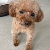 可愛いプードルのココちゃんです！ サムネイル5