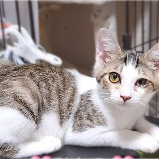 天真爛漫❤️キジシロ子猫ひとみちゃん