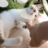 天真爛漫❤️キジシロ子猫ひとみちゃん