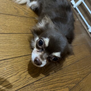 甘えん坊だけど寂しがり屋のロロちゃん